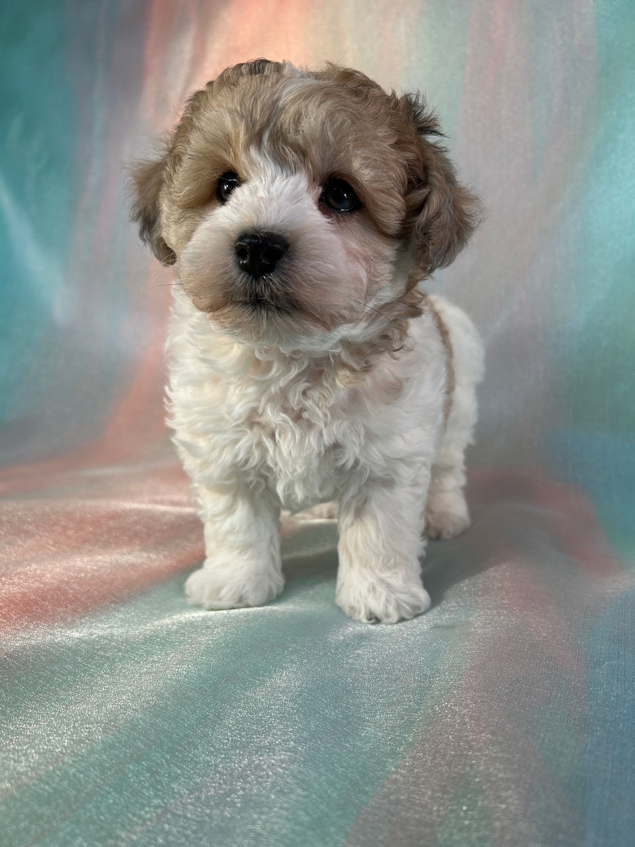 Male Mega Coat Schnoodle Puppy for Sale DOB 10-30-2025 $950